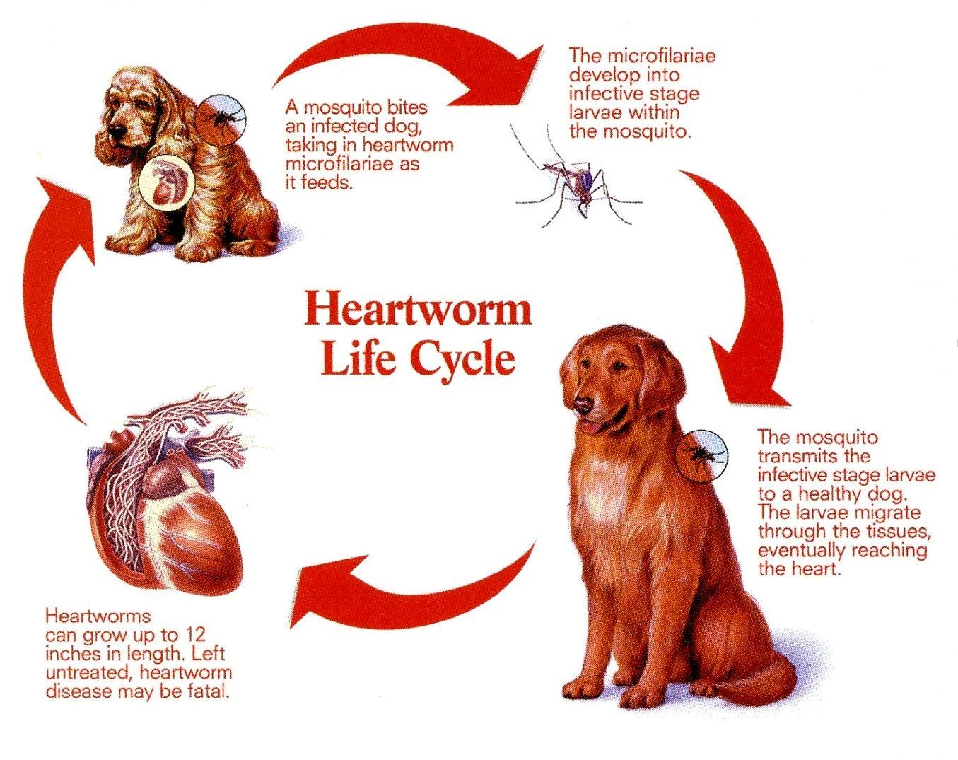 Heartworm