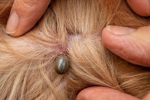 Other Tick-Borne Diseases