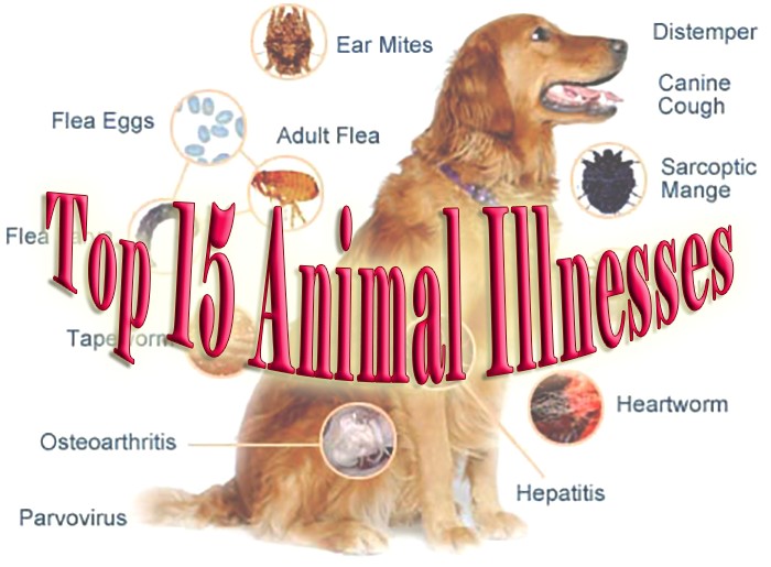 The Top 15 Animal Illnesses That Can Cripple or Kill Your Pets. Blastomycosis in Dogs Is One of Them